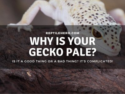7 Reasons Why Your Gecko Is Pale? (From Science)
