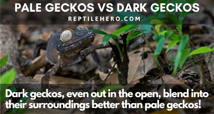 Camouflage: Pale Geckos vs Dark Geckos