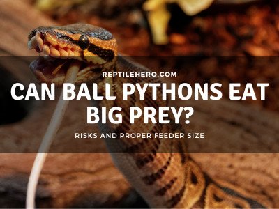 Can Ball Pythons Eat Something Big? (Are There Harmful Effects?)