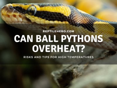 When Ball Pythons Get Too Hot?