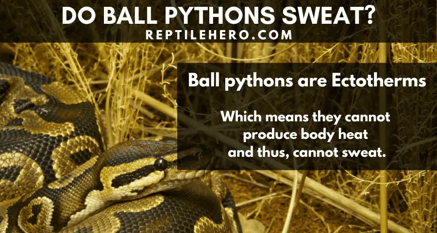 Ball pythons do not sweat