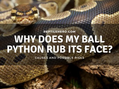 Why Does My Ball Python Rub its Face? (5 Reasons!)