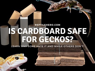 Is Cardboard Safe for Geckos? Should You Use It?