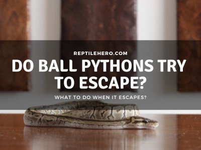 Is Your Ball Python Trying to Escape? (Signs & Reasons)