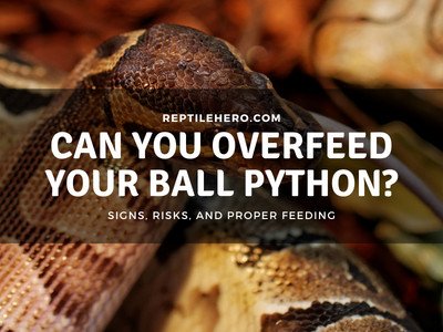 Can You Overfeed Your Ball Python? (Is it Dangerous?)