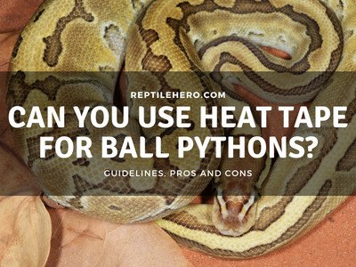 Can You Use Heat Tape for Ball Pythons?