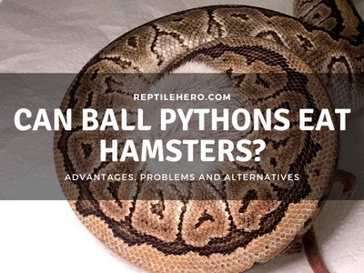 Can Ball Pythons Eat Hamsters? (Is it a Good Alternative?)