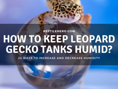 How Can You Keep Leopard Gecko Tanks Humid? (9 Easy Ways!)