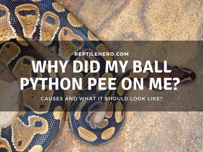 Why Did Your Ball Python Pee on You? (3 Reasons)