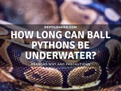 How Long Can Ball Pythons Last Underwater? (Will They Drown?)