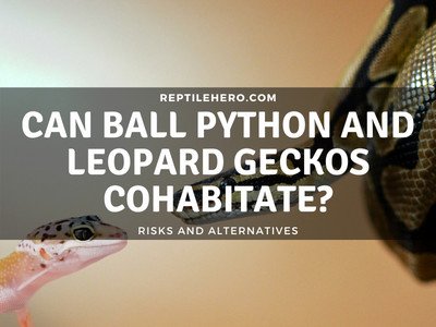 Can You Cohabitate a Ball Python With a Leopard Gecko?