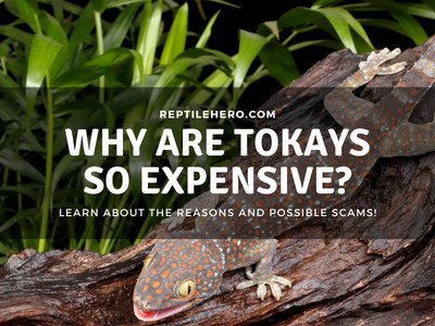 Why are Tokay Geckos So Expensive? (3 Reasons!)