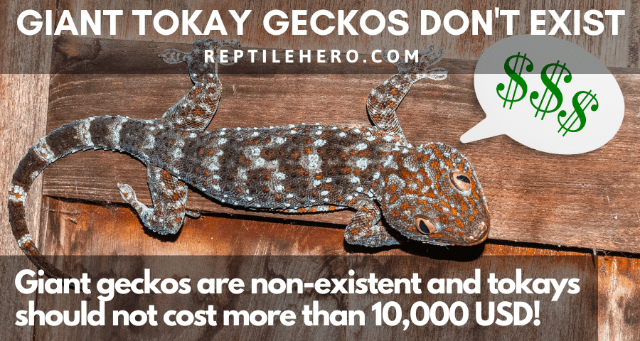 Giant Tokay Geckos Don’t Exist!