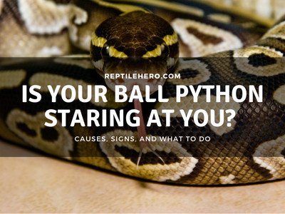 Why is Your Ball Python Staring at You? (3 Reasons)