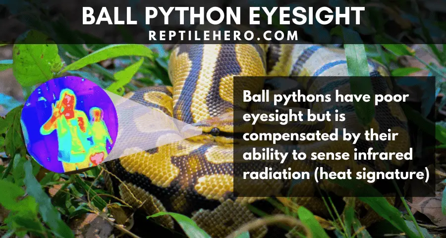 What Ball Pythons See 