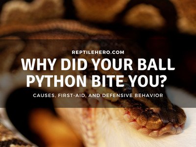 Why Did Your Ball Python Attack and Bite You?