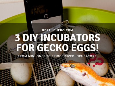 3 DIY Incubator Ideas for Leopard Gecko Eggs
