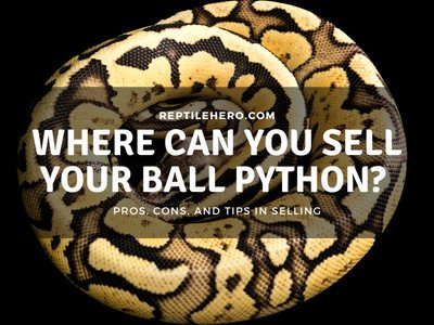 Where Can You Sell Ball Pythons? (With Pros and Cons!)