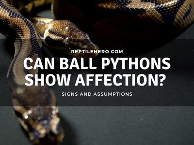 Can Ball Pythons Show Affection?