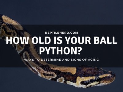 How Can You Determine Your Ball Python’s Age?
