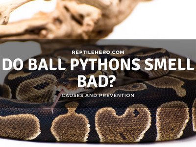 Why Do Ball Pythons Smell Bad?