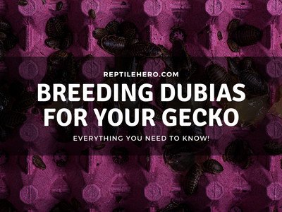 How to Breed Dubia Roaches (Final Guide)