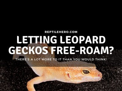 Should You Let Your Leopard Gecko Free-Roam in the House?