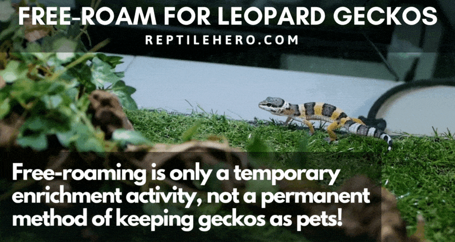 Free-Roaming for Leopard Geckos