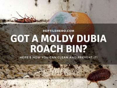 Got Mold in Your Dubia Bin? Here are 5 Steps to Remove It!