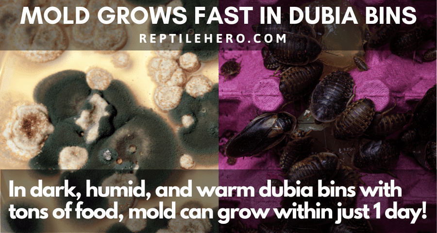 Why Mold Grows Fast in Dubia Bins