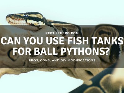 Can You Use a Fish Tank For Ball Pythons? Here’s Why!