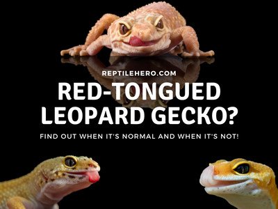 Why Has Your Leopard Gecko’s Tongue Gone Red? (Is it Normal?)