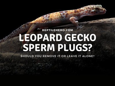 What are Gecko Sperm Plugs? (Can You Remove Them at Home?)