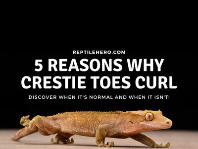 Why Do Crested Geckos Curl Up Their Toes? Check Him Out!