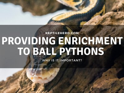 13 Ways of Providing Enrichment to Your Ball Python