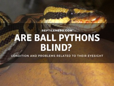 Are Ball Pythons Blind? Kind Of