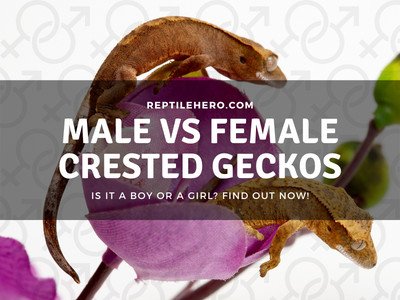 Is Your Crested Gecko Male or Female? (Pores & Bulges are Key)