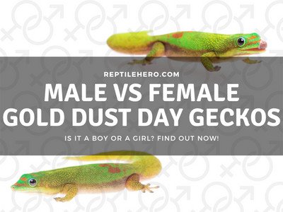 Is Your Gold Dust Day Gecko Male or Female? (Check the Pores!)