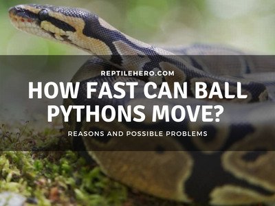 How Fast Can Ball Pythons Move?