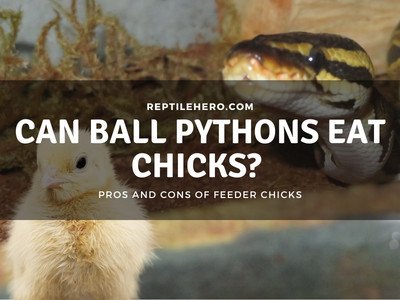 Can Ball Pythons Eat Chicks? (3 Pros and Cons!)