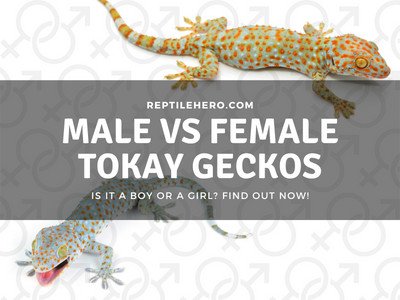 Is Your Tokay Gecko Male or Female? (Check the Pores!)
