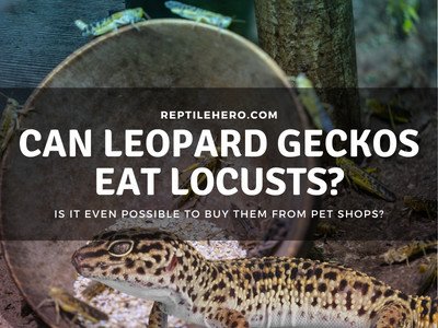 Can Leopard Geckos Eat Locusts? Are They Good Live Feeders?