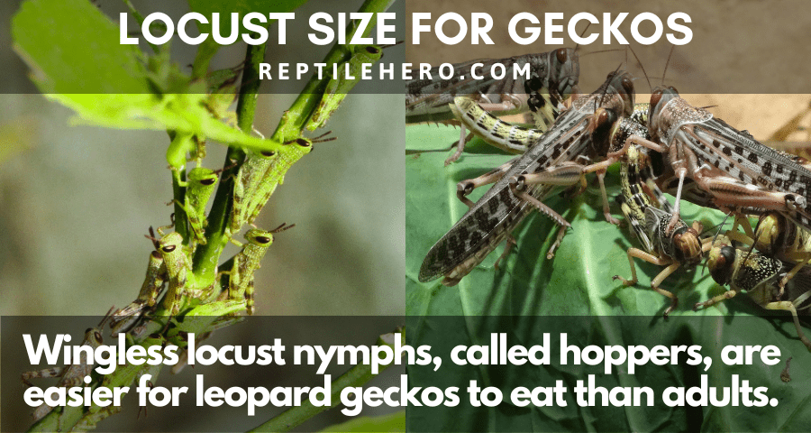 Locust Size for Leopard Geckos