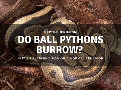 Do Ball Pythons Burrow?