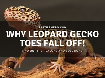 Why Do Leopard Gecko Toes Fall Off? (4 Reasons & Solutions)
