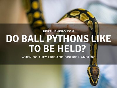 Does Your Ball Python Like to Be Held?
