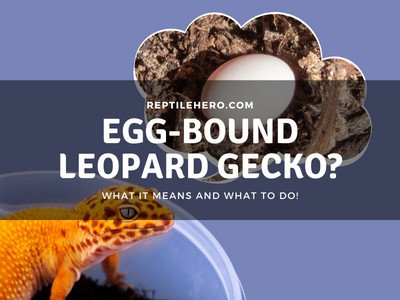 Egg-Bound Leopard Gecko? (What It Means and What to Do!)