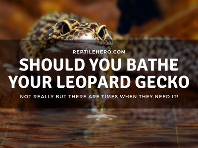 Should You Bathe Your Leopard Gecko? (7 Times They Need It)
