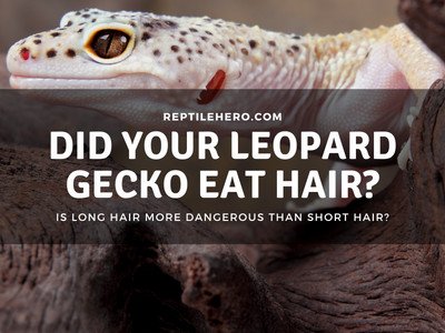 Did Your Leopard Gecko Eat Hair? (What Should You Do?)