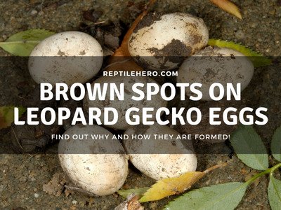 5 Causes of Brown Spots on Leopard Gecko Eggs! Normal or Dud?